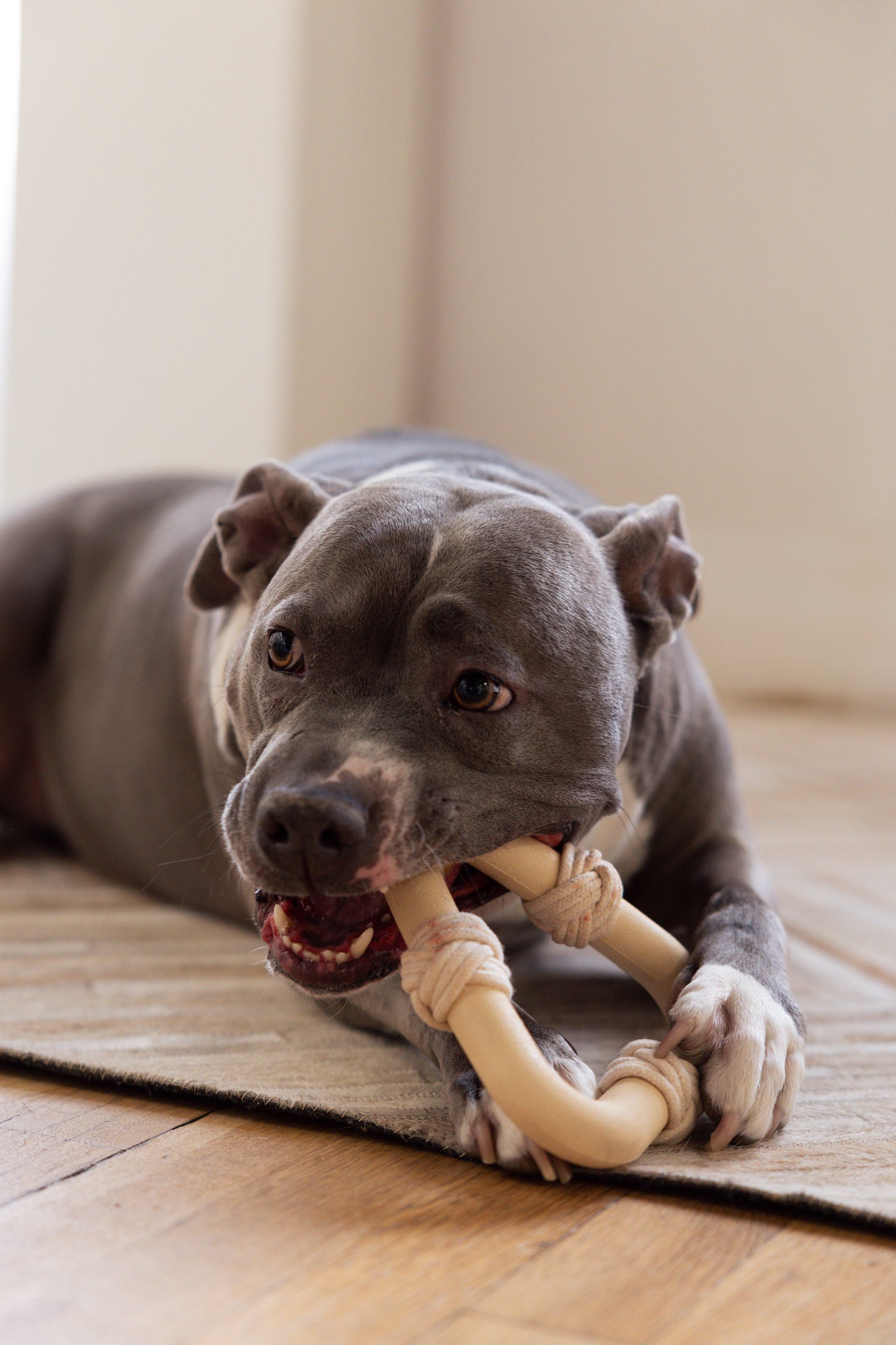 TriLux Chew Beige Small