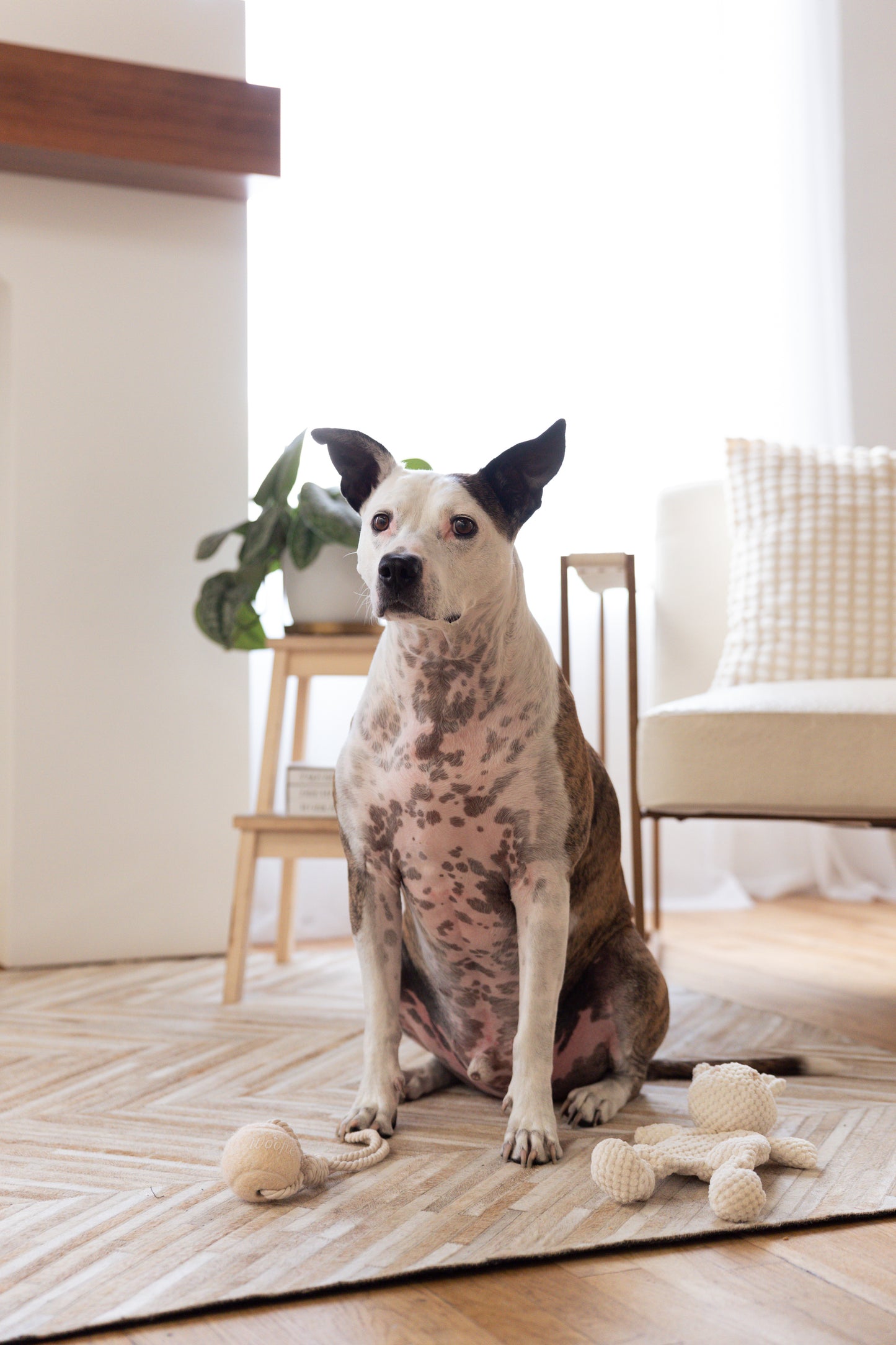 Velvet Hippo